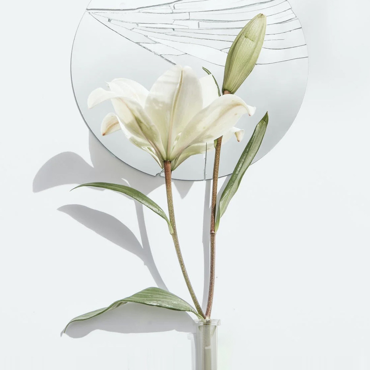 50Pcs Flower Water Tube Essent - Supply For Florist review and price